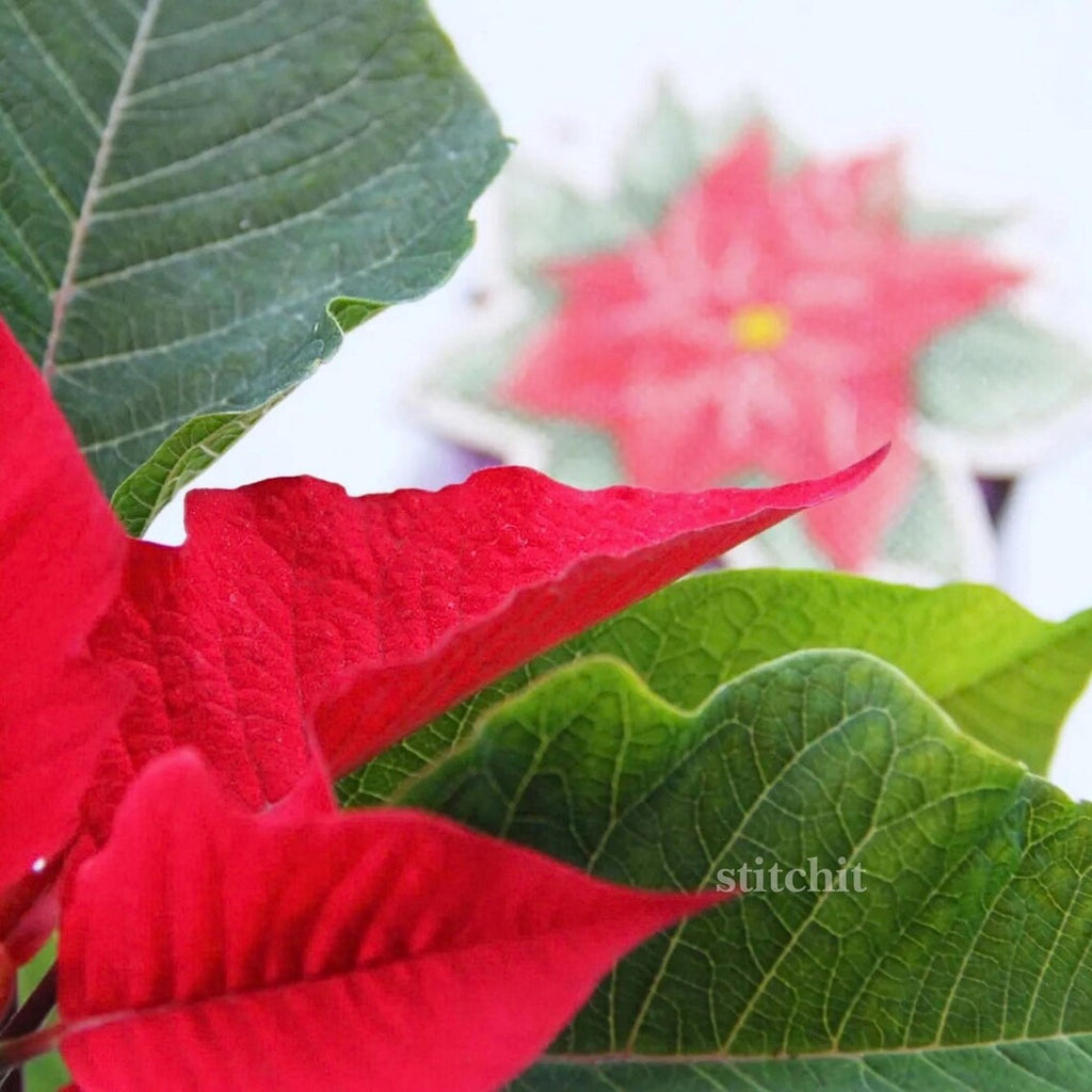 Modern Embroidery Kit On Wood | Christmas Poinsettia | Product Preview